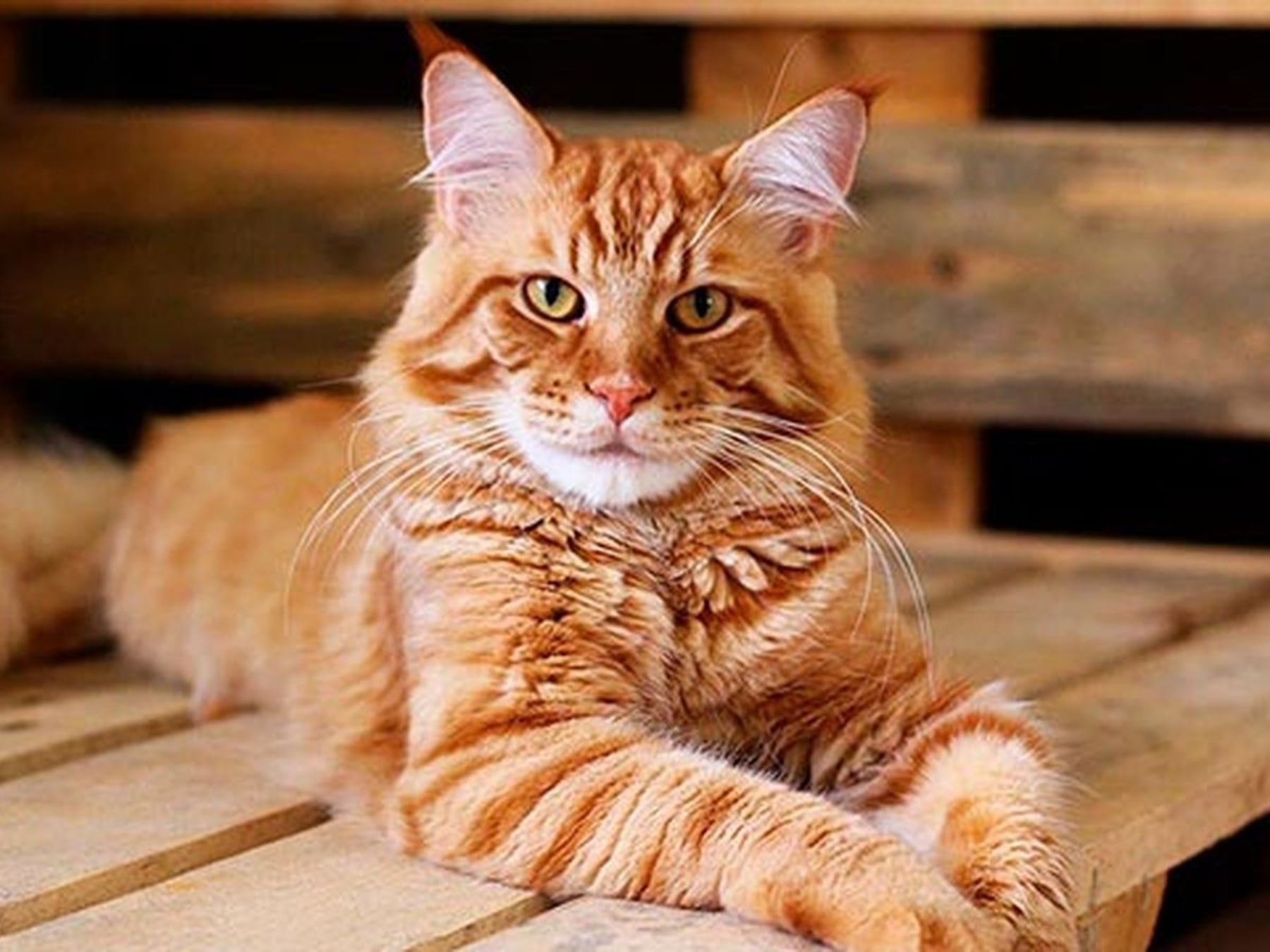 Los gatos ya conviven en más de la mitad de los hogares argentinos con mascotas: claves para criarlos en departamento