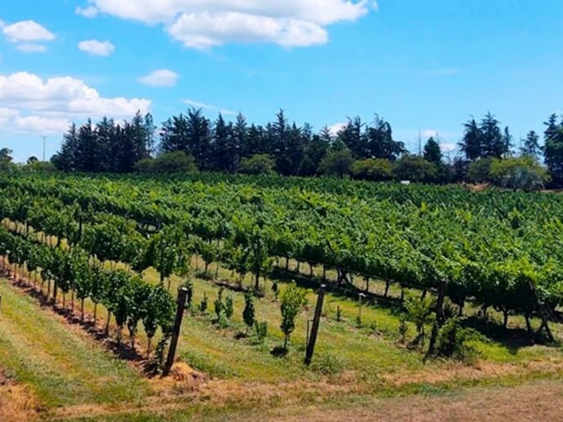 San José, la pausa entrerriana donde el agua caliente se sirve junto a una copa de Tannat