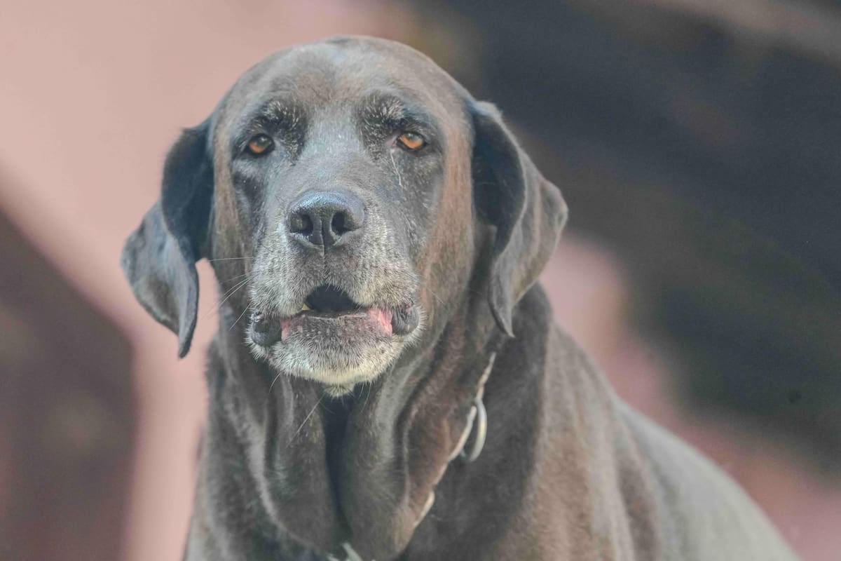 El registro de mascotas en El Chaltén se paga en litros de nafta: cómo se calculan los módulos