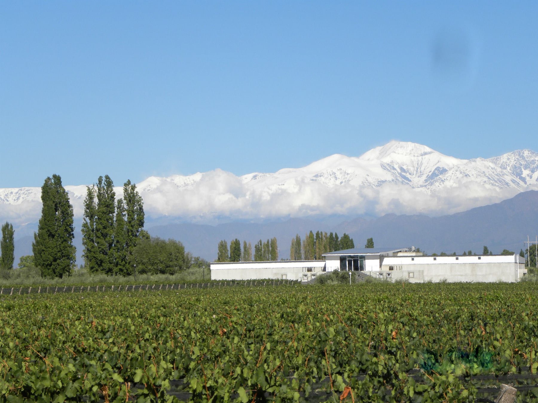 Chacras de Coria consolida su transformación: cómo se reconfiguró el pueblo mendocino que dejó de ser una parada hacia las bodegas