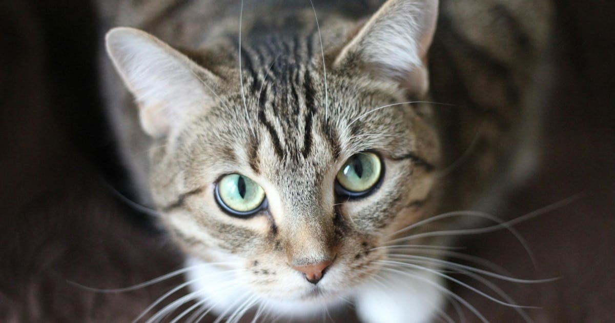 Un parásito de los gatos que también puede llegar a las personas: las cifras de un relevamiento en América del Norte
