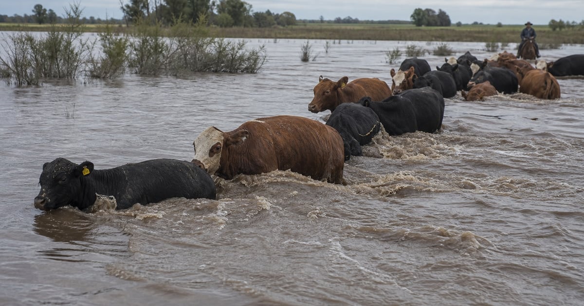 La vaca se va nadando: la crecida del Paraná golpea al ganado correntino y empuja la carne hacia arriba