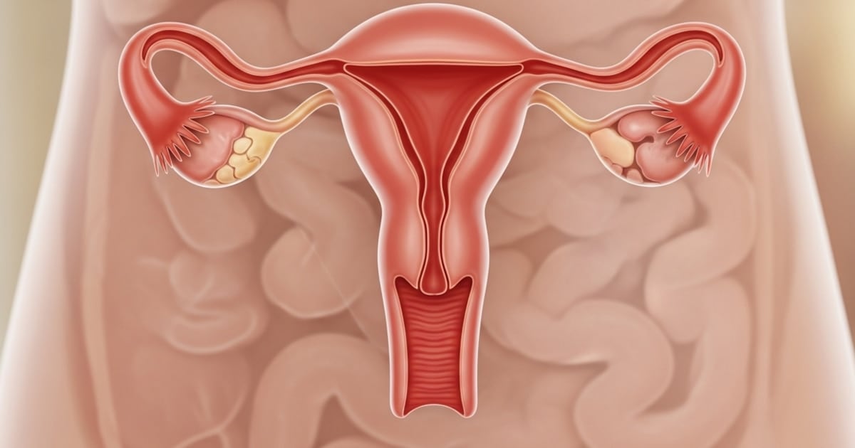 Un estudio en 28 ovarios muestra que el tejido no se apaga con la menopausia y sigue cambiando hasta los 70