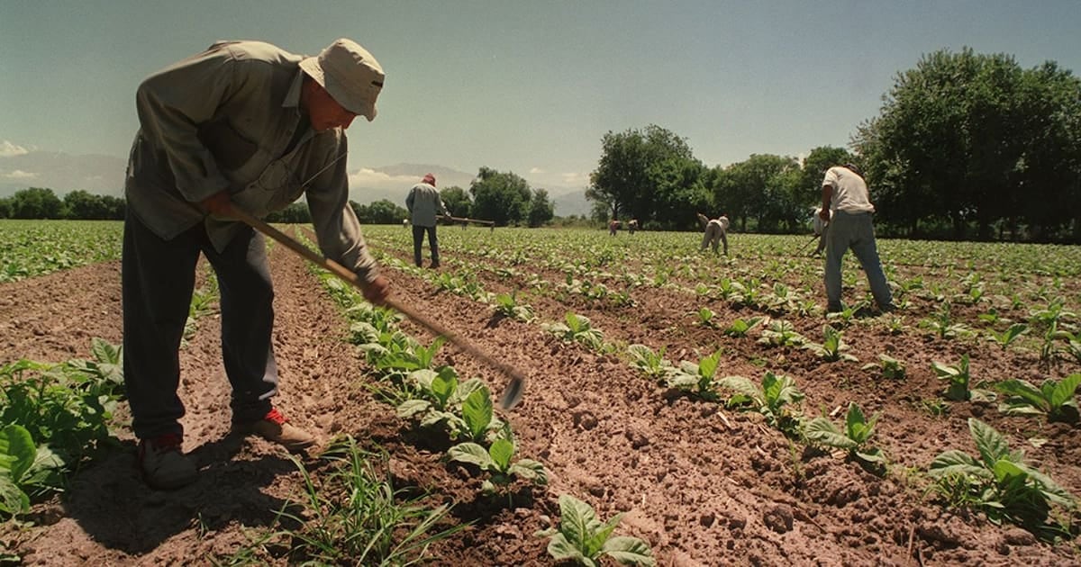 Asignaciones familiares rurales: el piso equivalente a la AUH se prorroga por doce meses y alcanza a unos 380.000 trabajadores de temporada